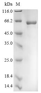 Recombinant Human Taste receptor type 1 member 1 (TAS1R1), partial