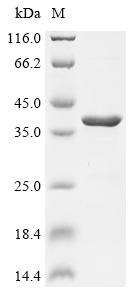 Recombinant Staphylococcus aureus Alpha-hemolysin (hly)