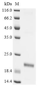 Recombinant Pediococcus acidilactici Bacteriocin pediocin PA-1 (pedA)