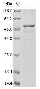 Recombinant Chicken Transcription factor SOX-1 (SOX1)