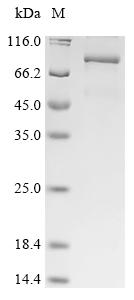 Recombinant Human Kinesin-like protein KIFC1 (KIFC1)