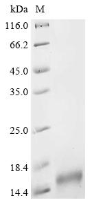 Recombinant Mouse E3 ubiquitin-protein ligase UBR1 (Ubr1), partial