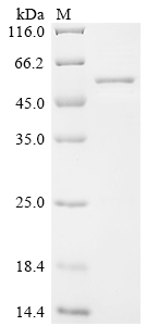 Recombinant Clostridium tetani Tetanus toxin, partial