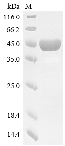 Recombinant Human Apolipoprotein A-V (APOA5), partial