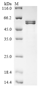 Recombinant Human Semenogelin-1 (SEMG1)