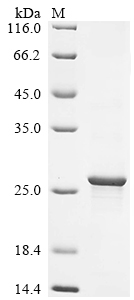 Recombinant Escherichia coli Acyl carrier protein phosphodiesterase (acpH)