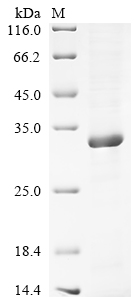 Recombinant Human Chymotrypsin-like elastase family member 2B (CELA2B)