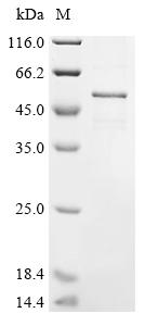 Recombinant Mouse Cis-aconitate decarboxylase (Acod1)