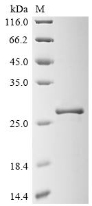 Recombinant Vicia faba Legumin type B (LEB6), partial