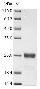Recombinant Escherichia coli O157:H7 Major curlin subunit (csgA), partial