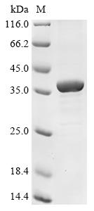 Recombinant Human Chemokine-like receptor 1 (CMKLR1), partial
