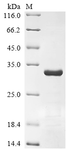 Recombinant Human Immunoglobulin lambda constant 1 (IGLC1)