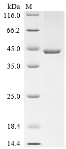 Recombinant Saccharomyces cerevisiae Phosphatidylinositol N-acetylglucosaminyltransferase GPI3 subunit (SPT14), partial