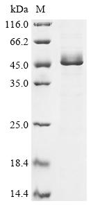 Recombinant Human Glia-derived nexin (SERPINE2)