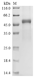 Recombinant Human Neuronal acetylcholine receptor subunit alpha-10 (CHRNA10), partial