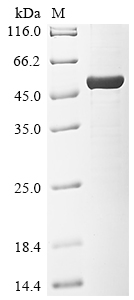 Recombinant Arabidopsis thaliana Alpha-1,3-mannosyl-glycoprotein 2-beta-N-acetylglucosaminyltransferase (GNTI), partial