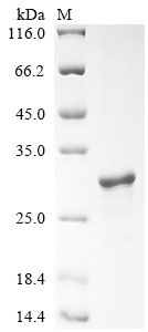 Recombinant Pig Ubiquitin carboxyl-terminal hydrolase isozyme L1 (UCHL1), partial