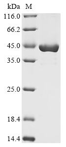 Recombinant Enterobacteria phage T4 Recombination and repair protein (UVSX)