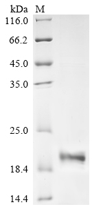 Recombinant Human Urocortin-2 (UCN2), partial