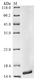 Recombinant Human Gamma-aminobutyric acid receptor-associated protein-like 2 (GABARAPL2)