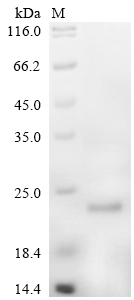 Recombinant Mouse Serglycin (Srgn)