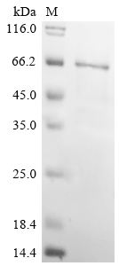 Recombinant Rat Chondroitin sulfate proteoglycan 4 (Cspg4), partial