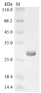 Recombinant Haemophilus influenzae 50S ribosomal protein L4 (rplD)