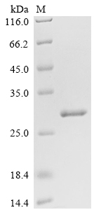Recombinant Chlamydomonas moewusii DNA endonuclease I-CeuI