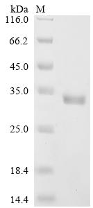 Recombinant Staphylococcus aureus Alpha-hemolysin (hly)