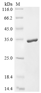 Recombinant Mouse Apolipoprotein A-I (Apoa1)