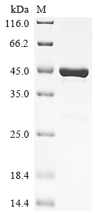 Recombinant Rat Lysosomal phospholipase A and acyltransferase (Pla2g15)