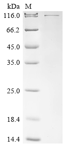 Recombinant Human helicase MOV-10 (MOV10)
