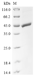Recombinant Mouse Zona pellucida sperm-binding protein 3 (Zp3)