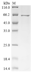 Recombinant Canine parvovirus type 2 Capsid protein VP2, partial
