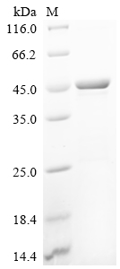 Recombinant Aspergillus tubingensis Epoxide hydrolase