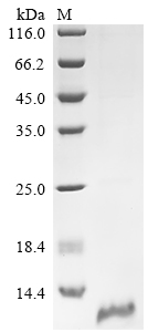 Recombinant Human Claudin-18 (CLDN18), partial
