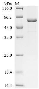 Recombinant Mouse Intestinal-type alkaline phosphatase (Iap)