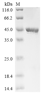 Recombinant Aspergillus niger Contig An12c0300, genomic contig (An12g08930)