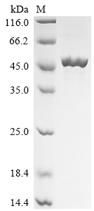 Recombinant Thermomonas fusca Amidohydrolase family protein
