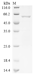 Recombinant Human Proteasome activator complex subunit 3 (PSME3), partial