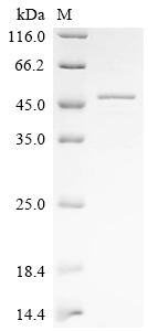 Recombinant Mouse Calpain-3 (Capn3), partial