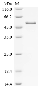 Recombinant Hypsizygus marmoreus Putative epoxide hydrolase (Hypma_001463)