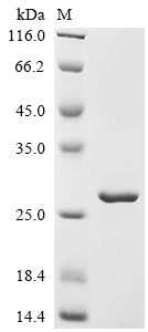 Recombinant Macaca fascicularis Myoglobin (MB)