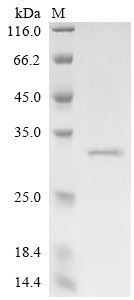 Recombinant Bovine Synaptic vesicle glycoprotein 2A (SV2A), partial