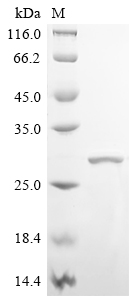 Recombinant Human Protein max (MAX)