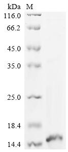 Recombinant Mesobuthus martensii Beta-insect depressant toxin BmKITa, partial