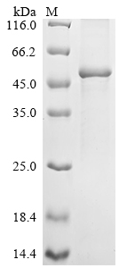 Recombinant Human Keratin, type I cuticular Ha1 (KRT31)