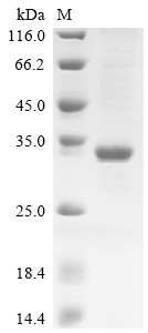 Recombinant Bovine Butyrophilin subfamily 1 member A1 (BTN1A1), partial