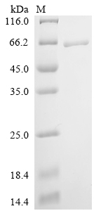 Recombinant Canine parvovirus type 2 Capsid protein VP2, partial
