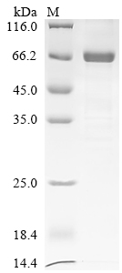 Recombinant Sindbis virus Non-structural polyprotein, partial